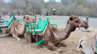 GC-Camello Safari (Maspalomas)-22.jpg